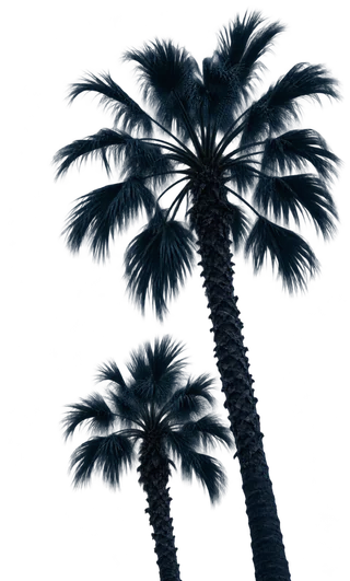 Decorative palm trees